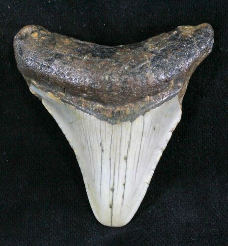 Juvenile Megalodon Tooth - North Carolina #25781